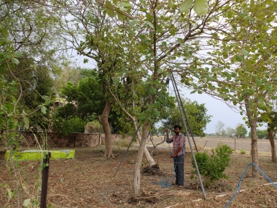 Rescuing Fallen Teak Tree