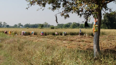 Harvesting the Rice Oct 2019