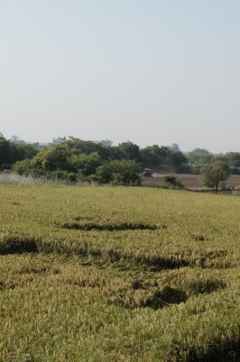 Rice Field Crop Circle