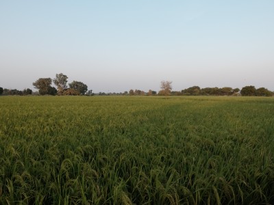 Rice Fields Oct 2017
