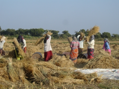 Rice Harvesting 2012