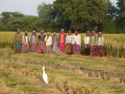 Rice Harvesting Team 2014