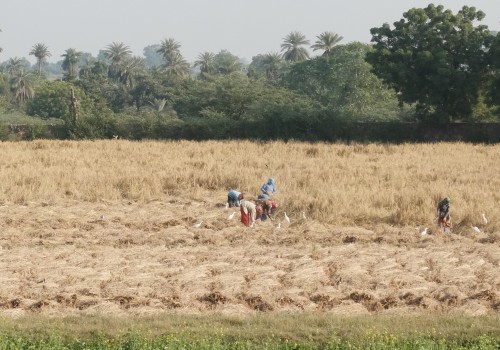 Rice Harvesting with Sickles Nov 2021