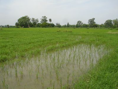 First Time Rice in Kalaji Goraji