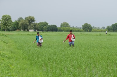 Broadcasting Urea in Rice Fields