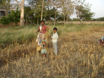Gleaning Wheat