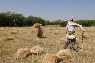 Sita Harvesting Heritage Wheat
