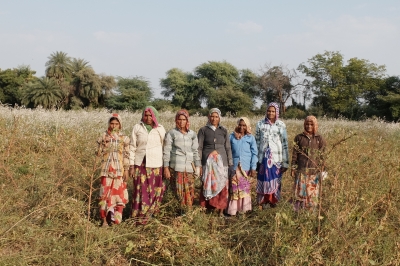 Team Harvesting Soyabean Crop