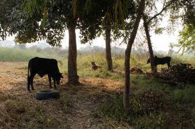Stray Cattle