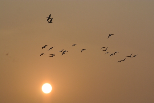 Teals against Morning Sun on Farm Jan 2026