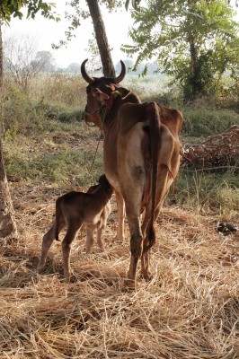 The Calf that could not find its mother's teats