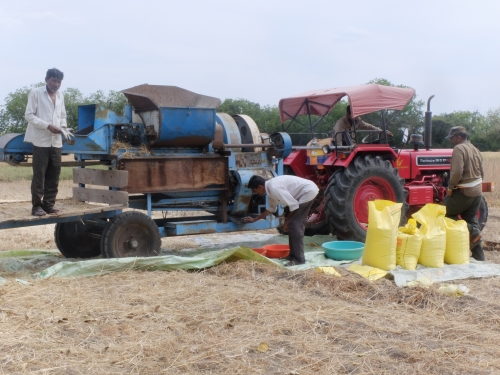Thresing Traditional Wheat Variety for the House Apr 2026