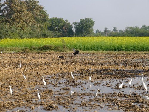 Birds Attracted to Pre-wheat Sowing Watering Dec 2022