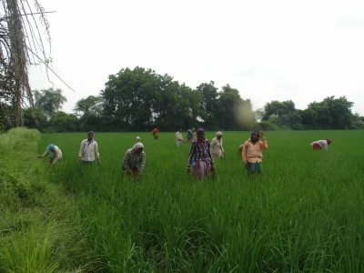 Weeding Rice Kalaji Goraji Field Sep 2014