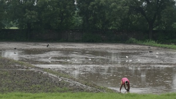 Storks and Ibis Enjoying Flooded Field Jul 2023