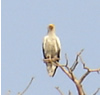 White Scavenger Vulture or Pharohs Chicken