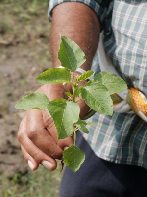 Wild Khunijado for Subjee July 2025
