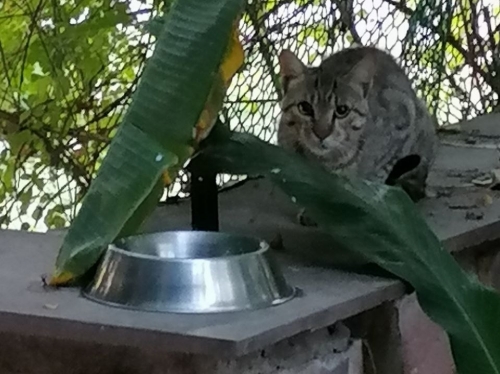 Wild Cat Gets Fed Morning and Evening Apr 2026