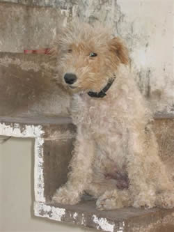 Rosie our Wire Haired Fox Terrier