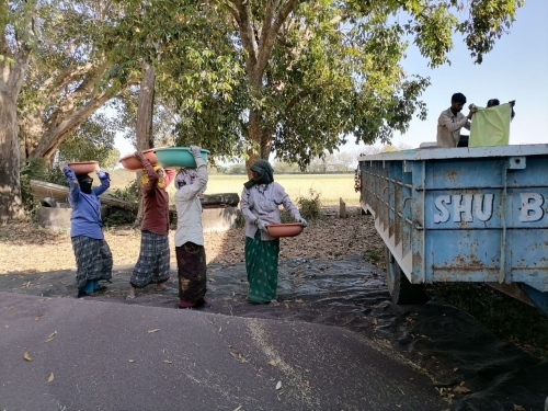 Women Filling Trolley with Mustard for Market Mar 2026