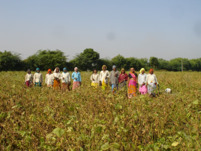 Women Harvesting Soya Bean
