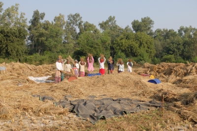 Women threshing rice
