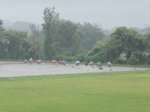 Transplanting Rice in Rain Jul 2025