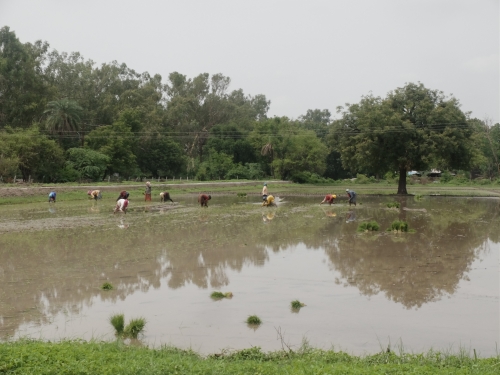Transplanting Rice in Sunshine Jul 2025