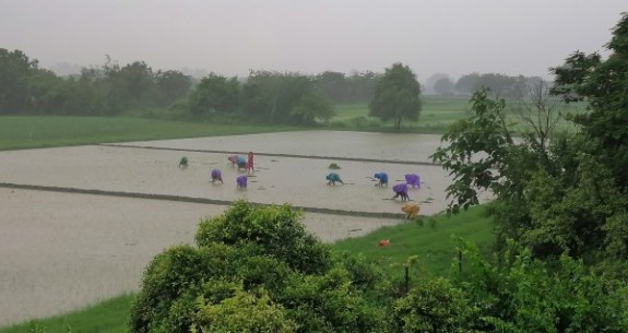 Women Transplanting Rice in Rain July 2022