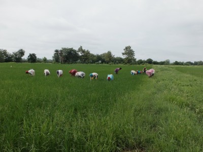 Women Weeding Rice Field Aug 2020