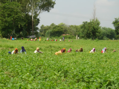 Sowing Soyabean Weeding