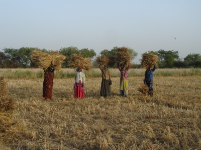 Women with Wheat Harvest