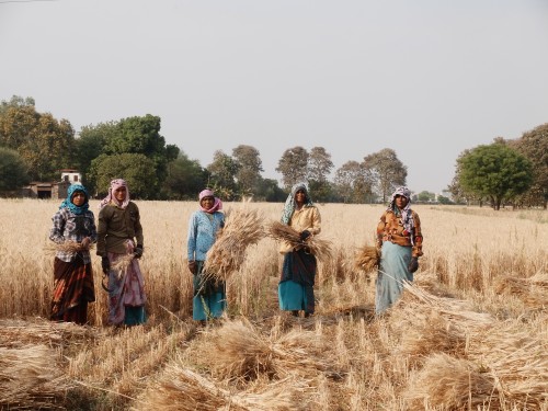 Team of Wheat Harvesters from Ganeshpura Apr 2024