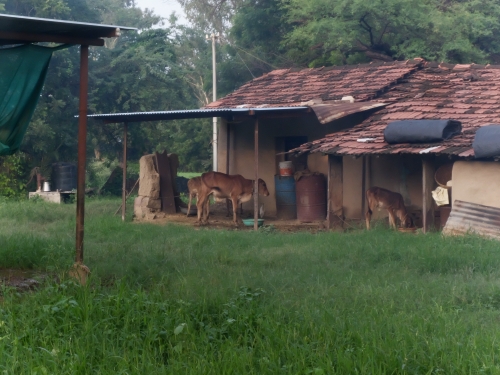 Calves Under Tin Shed Aug 2026