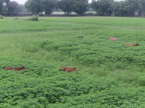 Cows in Sesbania bispinosa Aug 2026