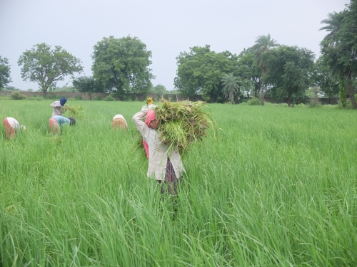 Removing Weeds from Rice Field Aug 2026