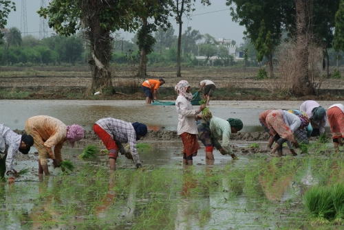 Women Transplanting Rice July 2026