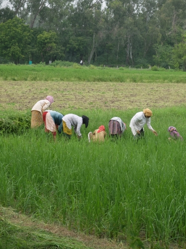 Women Weeding Rice Aug 2026